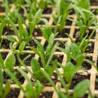 seedling 4