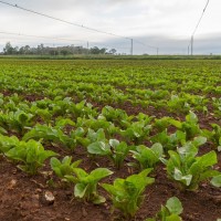 farming 18