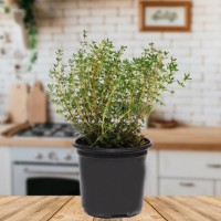 herbs pot 1