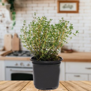 herbs pot 1