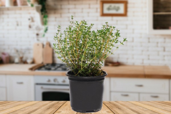 herbs pot 1